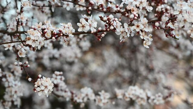 Cherry blossoms in springtime Background in Hungary.
