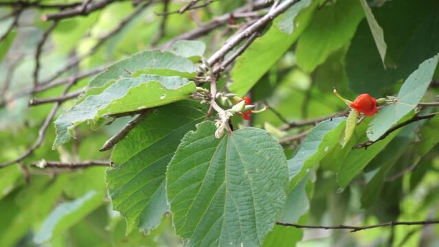 Helicteres isora (Also called the Indian screw tree,  Idampiri valampiri, kayu ules, S̄amunpra pai ka bid, Modi modika, ulet ulet). Fruit and root are used in traditional medicine systems of Asia