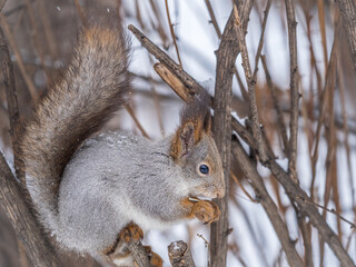 The squirrel with nut sits on tree in the winter or late autumn