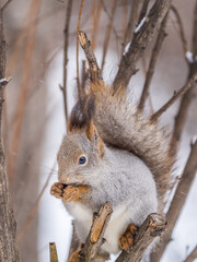 Obraz premium The squirrel with nut sits on tree in the winter or late autumn