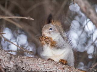 Fototapeta premium The squirrel with nut sits on tree in the winter or late autumn