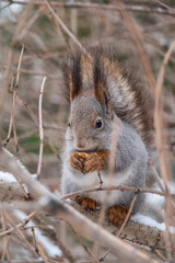 The squirrel with nut sits on tree in the winter or late autumn
