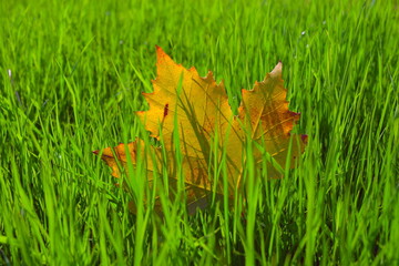 fall background with yellow leaf on green grass