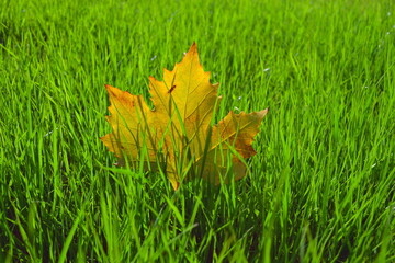 fall background with yellow leaf on green grass