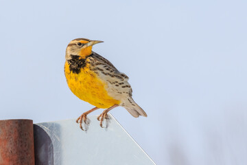 Western Meadowlark (Sturnella neglecta) in winter