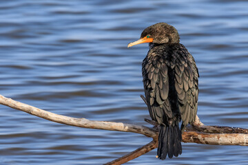 Double-crested Cormorant (Nannopterum auritum) perched on the shore of Lake Hefner in Oklahoma City, OK, USA