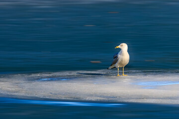 Ring-billed gull (Larus delawarensis) on a frozen lake
