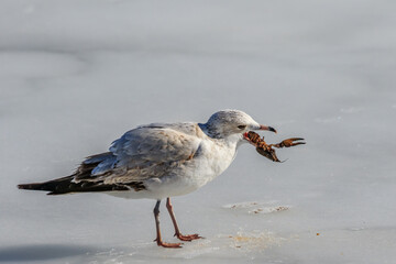 Ring-billed gull (Larus delawarensis) on a frozen lake with a crawfish for dinner