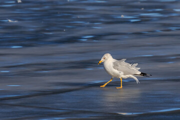 Ring-billed gull (Larus delawarensis) on a frozen lake