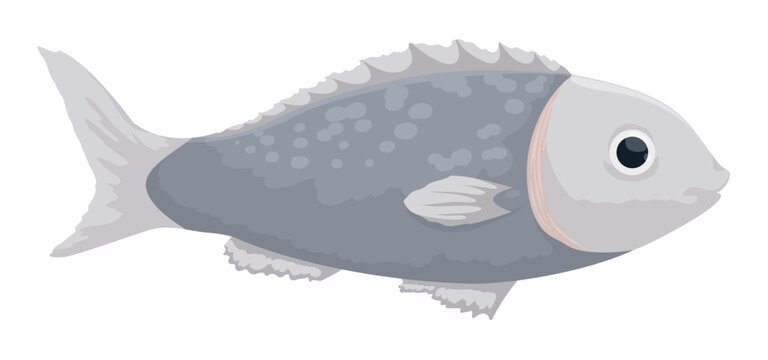 Gray fish in cartoon style on white background, Vector illustration