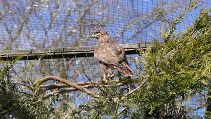 Hawks Falcons and buzzards in open cage in uk