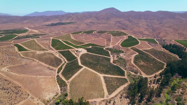 Aerial shot of vineyard within the arid zone within the Limari Valley Region, Chile