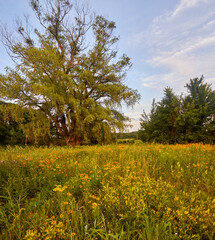 Panaramic image of a wild flower field with yellow daisies and long green grass on a summer day