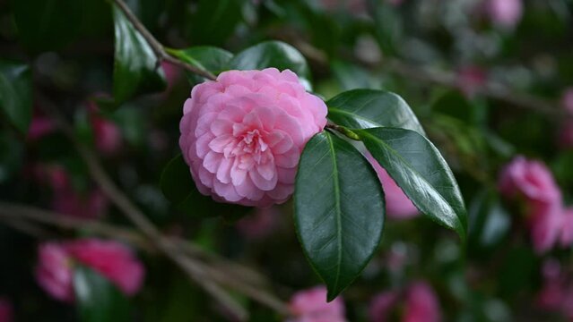 強風に負けずに咲く椿の花（スタビライズ）