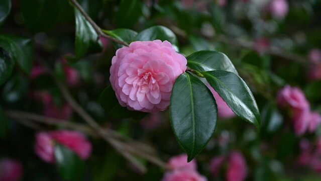 強風に負けずに咲く椿の花