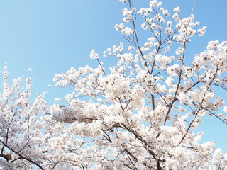 beautiful cherry blossom