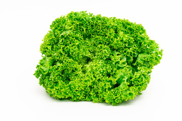 Lollo Bionda Salat