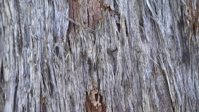 Video of Tree Bark Close-Up 4K - Australia