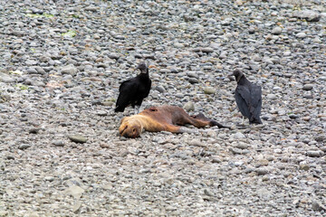 Jotes de cabeza negra (Coragyps atratus) alimentandose.