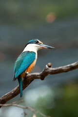 Beautiful little blue-and-orange common kingfisher with a long, pointed bill