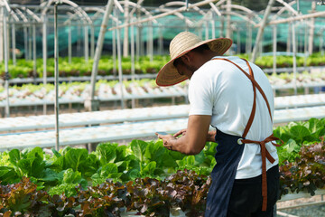 Businessperson or farmer checking hydroponic soilless vegetable in nursery farm. Business and organic hydroponic vegetable concept