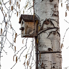 An old wooden birdhouse hangs high on a birch tree.