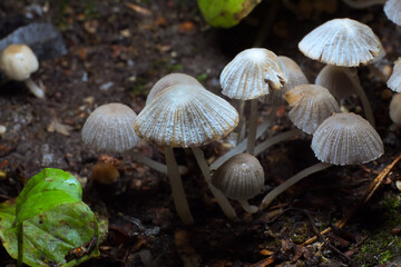 Small mushrooms toadstools. Psilocybin mushrooms. Selective focus