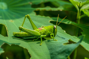 Grasshoppers are insects with long, powerful back legs which they use for jumping. They generally live in dry habitats, such as fields, gardens and meadows