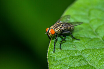 The housefly (Musca domestica) is a fly of the suborder Cyclorrhapha