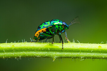 Lady beetles are the Coccinellidae, a family of beetles. All species are protected by noxious fluids based on cyanide, and most have warning colouration, such as red with black spots or black stripes