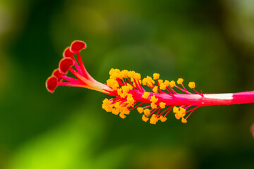 Hibiscus is a genus of flowering plants in the mallow family, Malvaceae