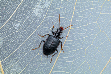 Black Clock Beetle - Pterostichus madidus