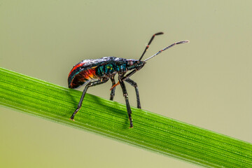 Monocesta coryli, the larger elm leaf beetle, is a species of skeletonizing leaf beetle in the family Chrysomelidae