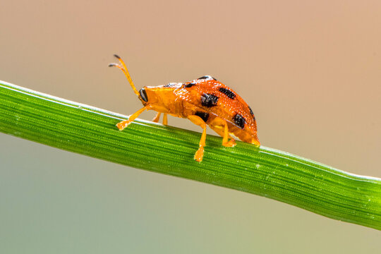 Charidotella sexpunctata, the golden tortoise beetle, is a species of beetle in the leaf beetle family, Chrysomelidae