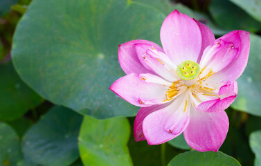 Beautiful blooming pink lotus flower with green leaves