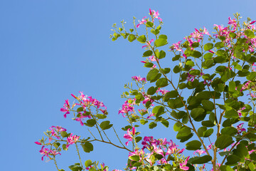 Bauhinia purpurea tree with pink flower
