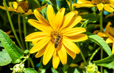 Obraz premium Beautiful wild flower winged bee on background foliage meadow