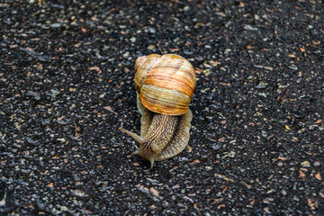 Big garden snail in shell crawling on wet road hurry home