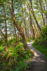 Fototapeta premium Hiking Trail at Redwood National Park