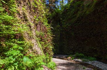 Fototapeta premium Fern Canyon at Redwood National Park