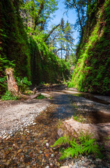 Fern Canyon at Redwood National Park