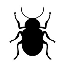  Leaf beetle, black symmetrical silhouette, vector, isolated on white background. The beetle can be seen from above.