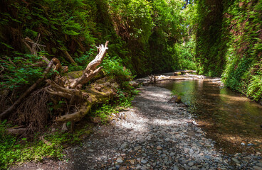 Fern Canyon at Redwood National Park