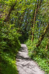 Fototapeta premium Hiking Trail at Redwood National Park