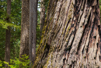 Towering Redwoods at Redwood National Park