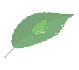 Vector illustration of green tree frog on a leaf isolated on background.