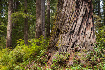 Obraz premium Towering Redwoods at Redwood National Park