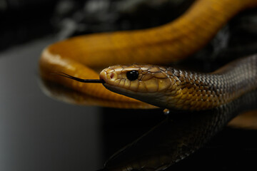 yellow Drymarchon on the black background of cameos, fog. snake art 