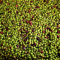 Full frame shot of fresh picked olives healthy food background