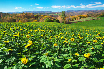 紅葉とひまわり畑（美瑛町）